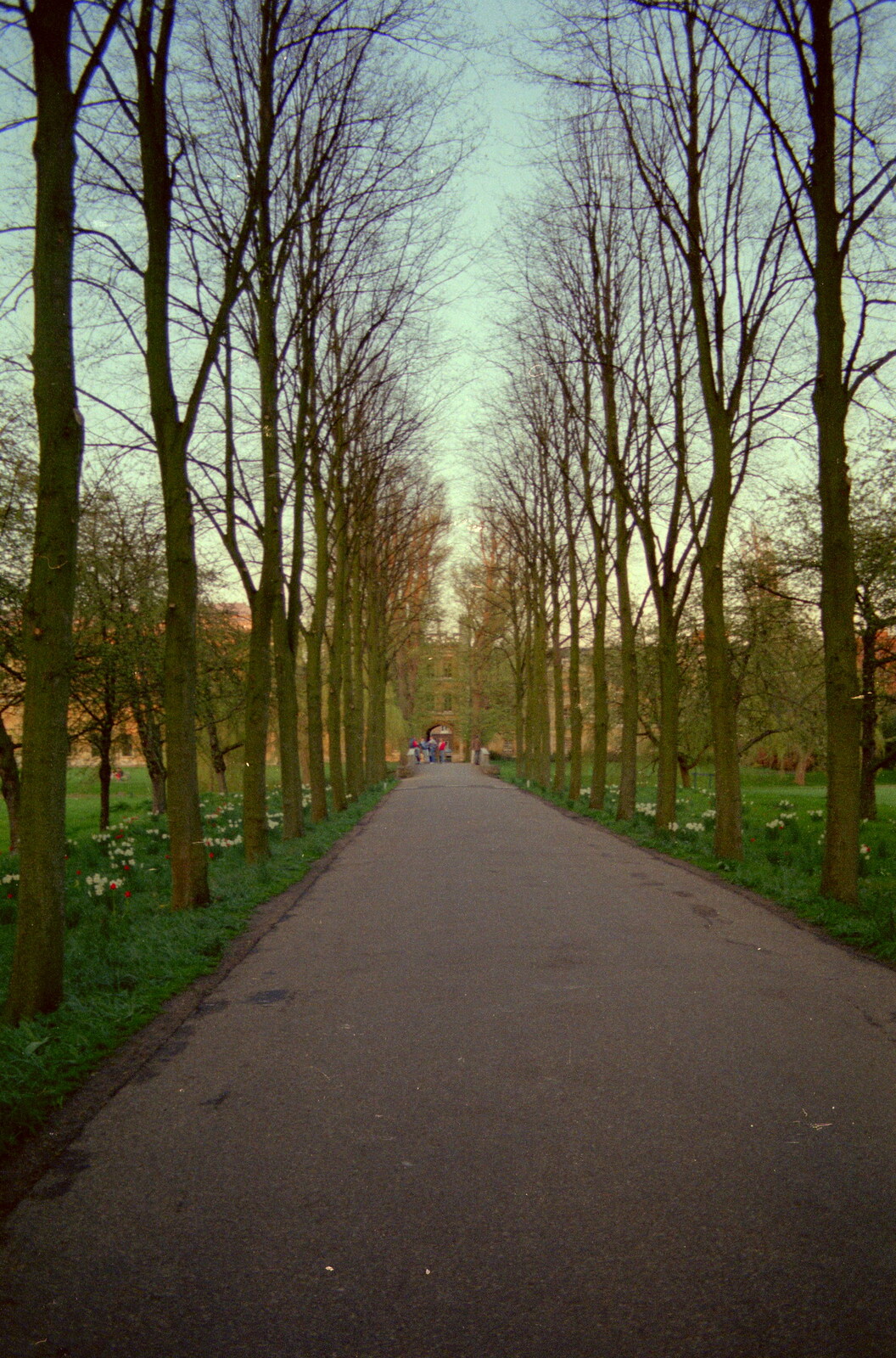 The tree-lined avenue leading to Queen's Road from A Trip to Trinity College, Cambridge - 23rd March 1986
