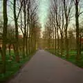 The tree-lined avenue leading to Queen's Road, A Trip to Trinity College, Cambridge - 23rd March 1986