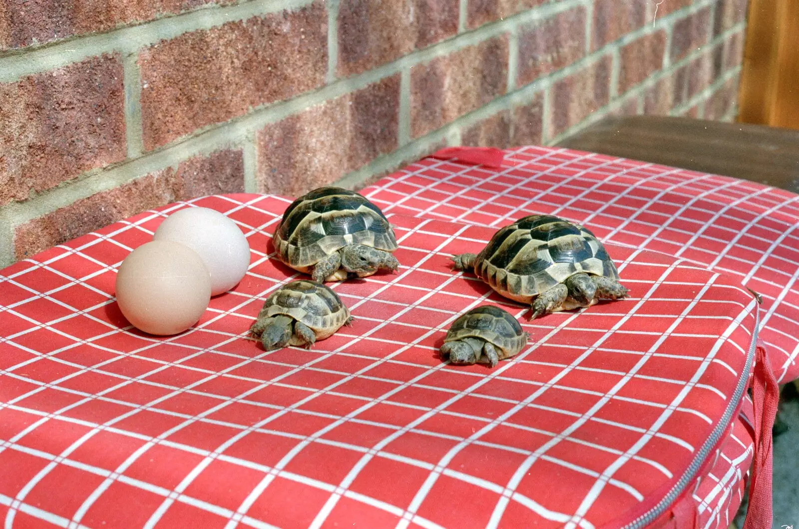 Pauline's tortoises have sprognated, from A CB Reunion and a Trip to the Beach, Barton on Sea, Hampshire - 4th April 1986