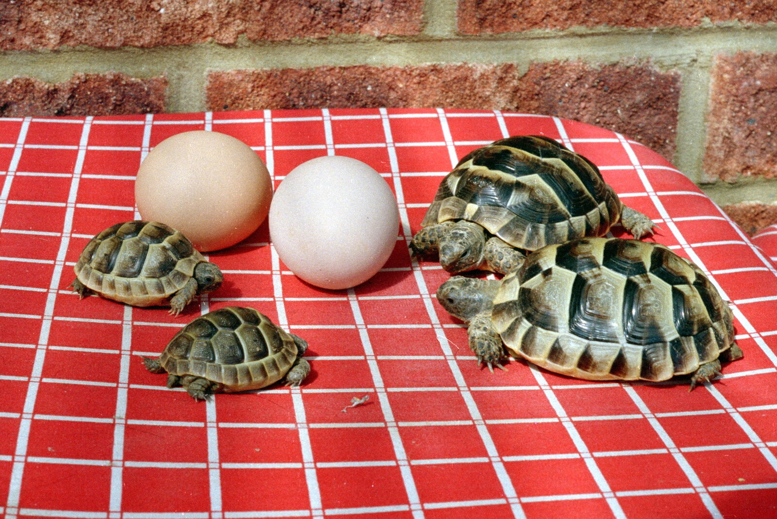 Baby tortoises trundle around from A CB Reunion and a Trip to the Beach, Barton on Sea, Hampshire - 4th April 1986