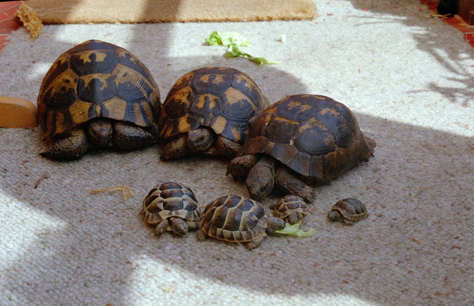The tortoises eat lettuce from A CB Reunion and a Trip to the Beach, Barton on Sea, Hampshire - 4th April 1986