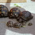 The tortoises eat lettuce, A CB Reunion and a Trip to the Beach, Barton on Sea, Hampshire - 4th April 1986