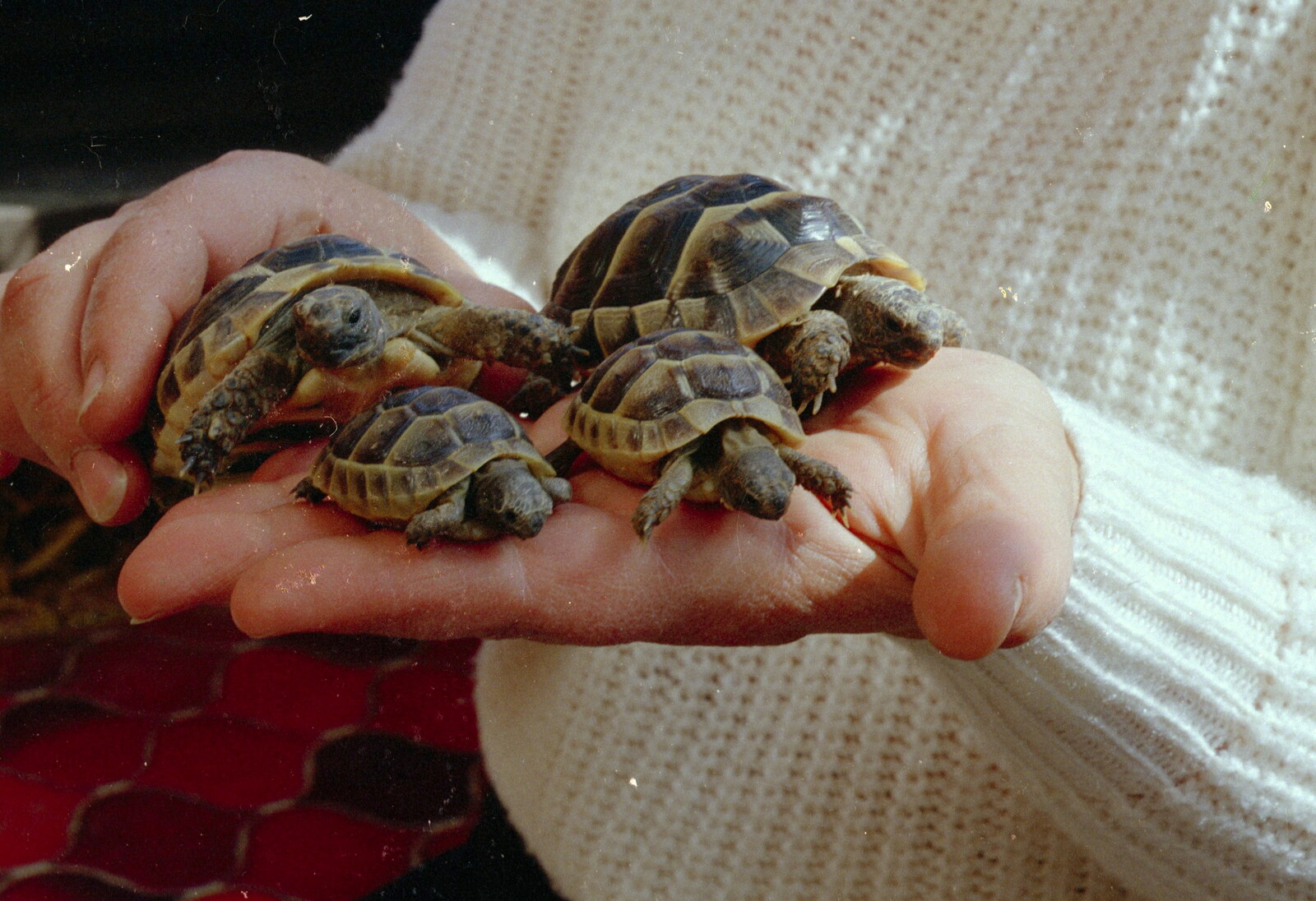 Tiny tortoises from A CB Reunion and a Trip to the Beach, Barton on Sea, Hampshire - 4th April 1986