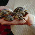 Tiny tortoises, A CB Reunion and a Trip to the Beach, Barton on Sea, Hampshire - 4th April 1986