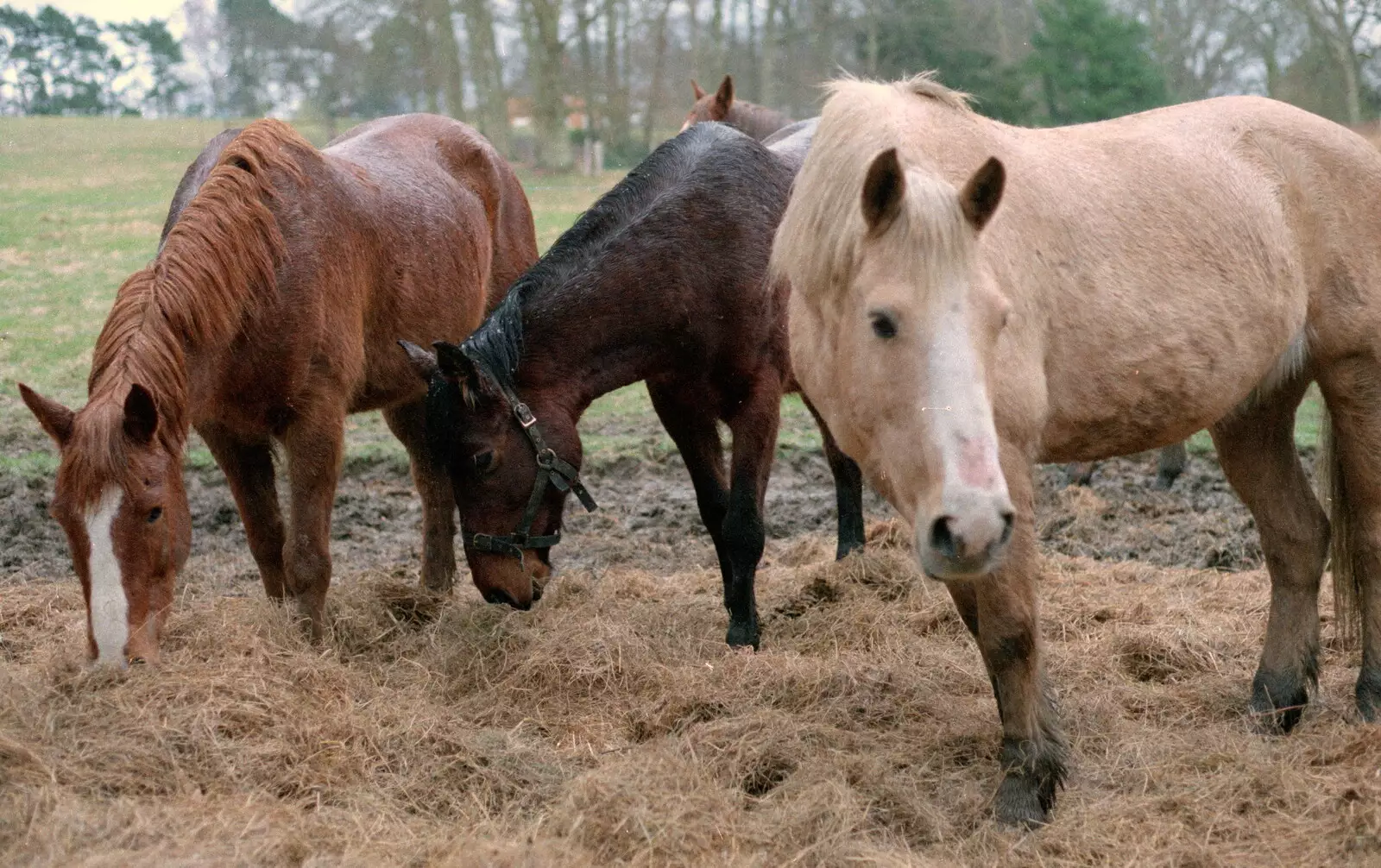 New Forest ponies, from A CB Reunion and a Trip to the Beach, Barton on Sea, Hampshire - 4th April 1986