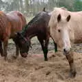 New Forest ponies, A CB Reunion and a Trip to the Beach, Barton on Sea, Hampshire - 4th April 1986