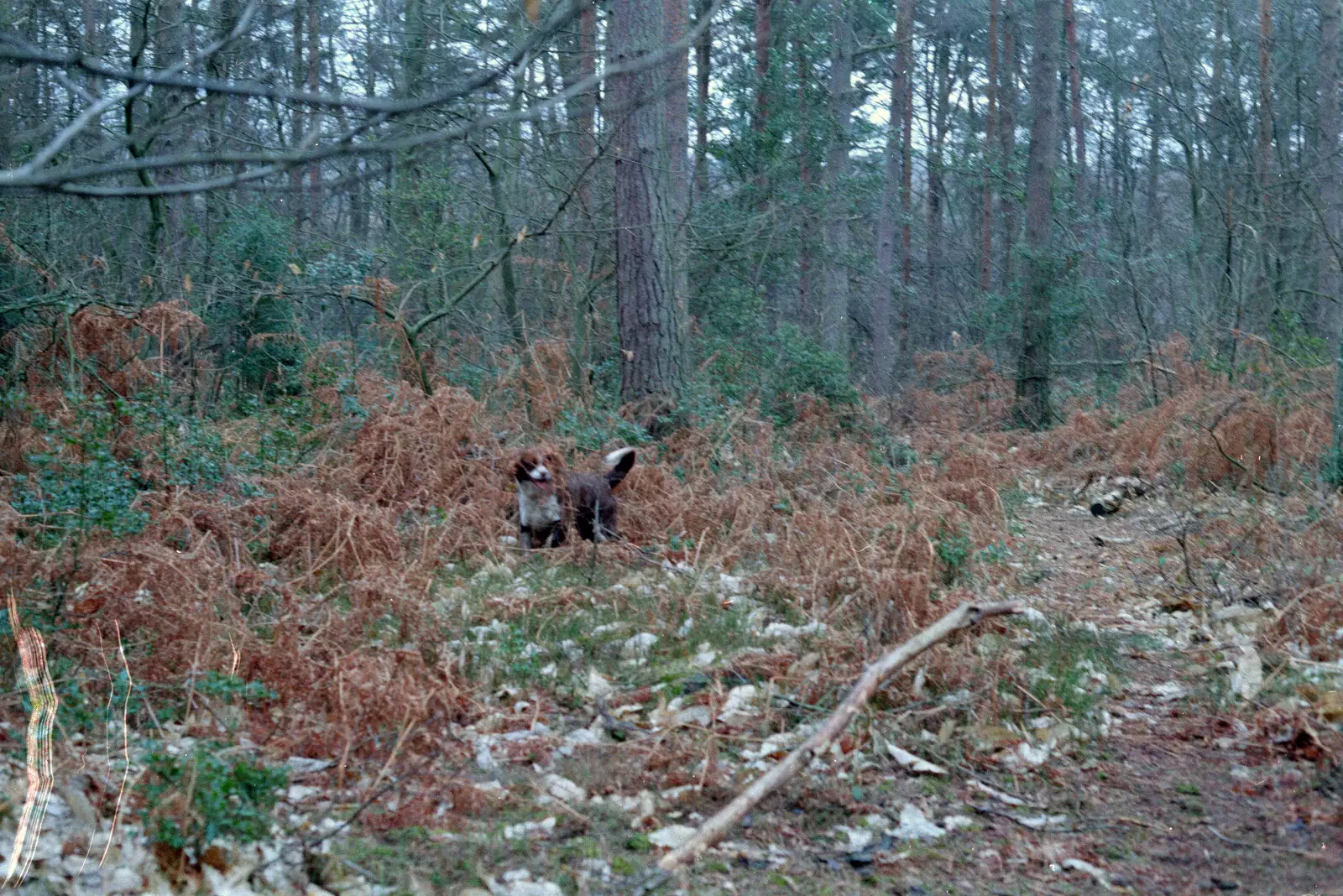 Sally in the bracken, from A CB Reunion and a Trip to the Beach, Barton on Sea, Hampshire - 4th April 1986