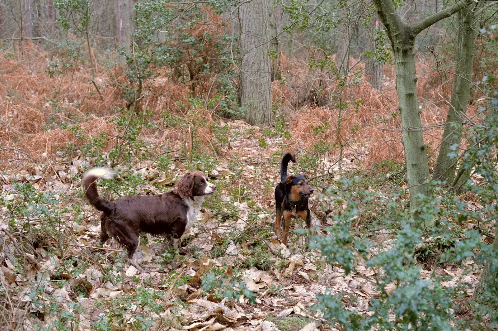 Sally (the spaniel) meets another dog in the forest, from A CB Reunion and a Trip to the Beach, Barton on Sea, Hampshire - 4th April 1986