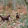 Sally (the spaniel) meets another dog in the forest, A CB Reunion and a Trip to the Beach, Barton on Sea, Hampshire - 4th April 1986