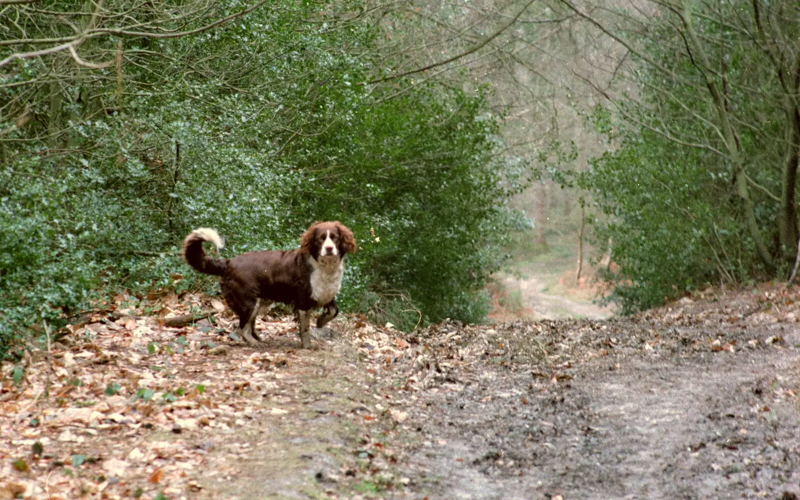 Sally the spaniel waits for us to catch up, from A CB Reunion and a Trip to the Beach, Barton on Sea, Hampshire - 4th April 1986