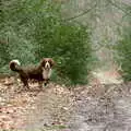 Sally the spaniel waits for us to catch up, A CB Reunion and a Trip to the Beach, Barton on Sea, Hampshire - 4th April 1986