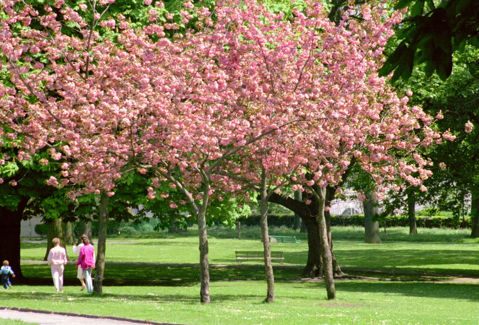 Cherry blossom in Beaumont Park, from Uni: Student Politics, and Hanging Around The Hoe, Plymouth - 12th April 1986