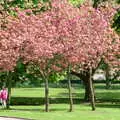 Cherry blossom in Beaumont Park, Uni: Student Politics, and Hanging Around The Hoe, Plymouth - 12th April 1986