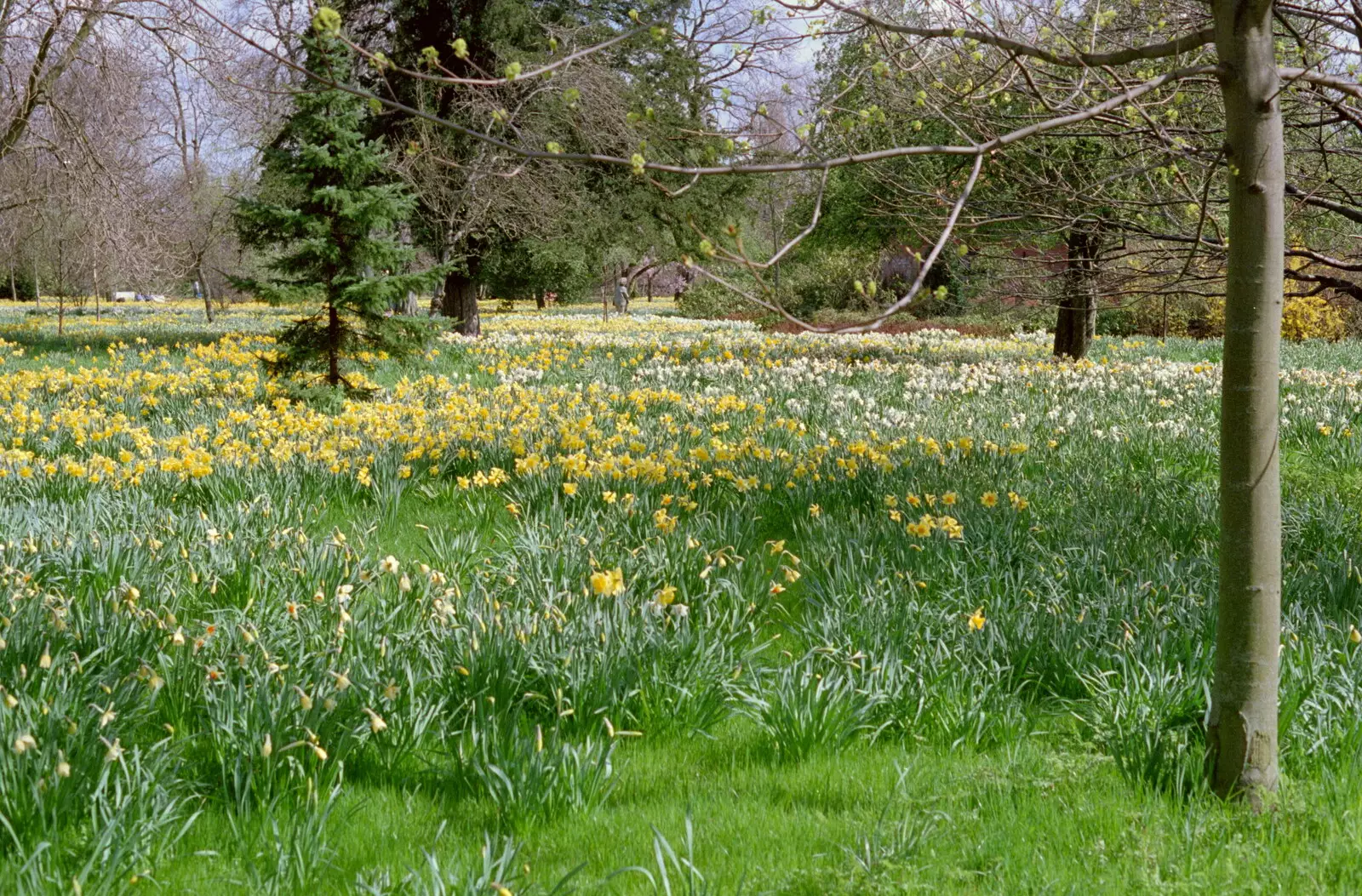 Daffodils, from Trotsky's Birthday, New Malden, Kingston Upon Thames - 20th April 1986