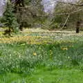 Daffodils, Trotsky's Birthday, New Malden, Kingston Upon Thames - 20th April 1986