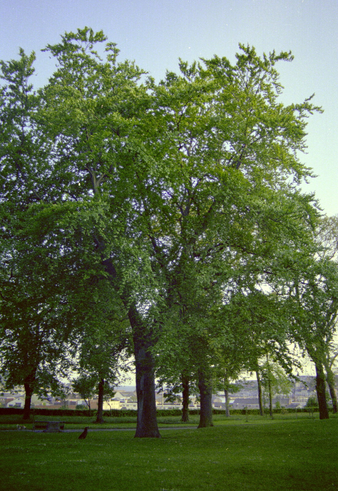 Spring trees in Beaumont Park from Uni: Scenes of Plymouth and the PPSU Bar, Plymouth Polytechnic, Devon - 28th April 1986