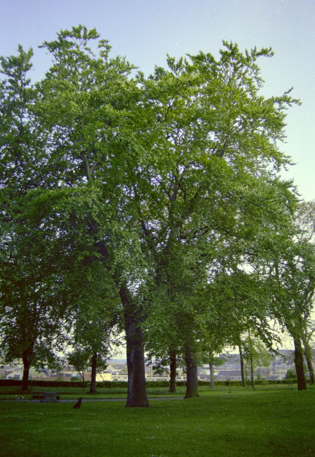 Spring trees in Beaumont Park, from Uni: Scenes of Plymouth and the PPSU Bar, Plymouth Polytechnic, Devon - 28th April 1986