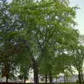 Spring trees in Beaumont Park, Uni: Scenes of Plymouth and the PPSU Bar, Plymouth Polytechnic, Devon - 28th April 1986