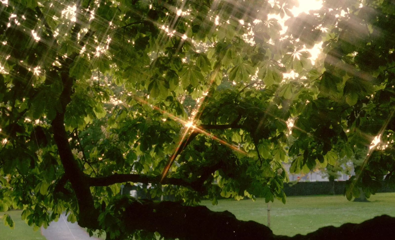 The trees of Beaumont Park through a starburst, from Uni: Scenes of Plymouth and the PPSU Bar, Plymouth Polytechnic, Devon - 28th April 1986