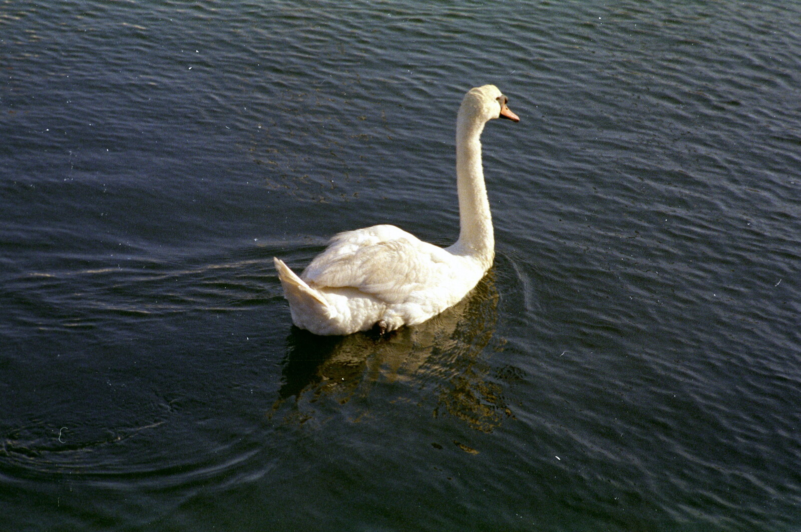 A solitary swan glides around Sutton Harbour from Uni: Scenes of Plymouth and the PPSU Bar, Plymouth Polytechnic, Devon - 28th April 1986