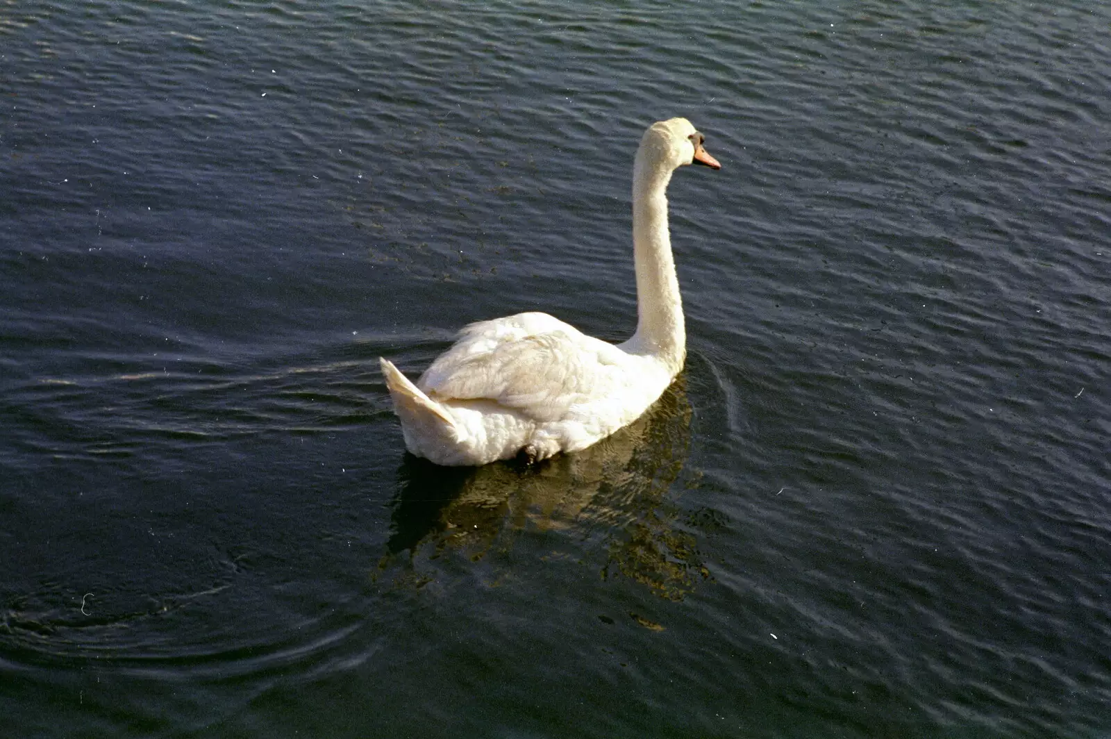 A solitary swan glides around Sutton Harbour, from Uni: Scenes of Plymouth and the PPSU Bar, Plymouth Polytechnic, Devon - 28th April 1986