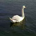 A solitary swan glides around Sutton Harbour, Uni: Scenes of Plymouth and the PPSU Bar, Plymouth Polytechnic, Devon - 28th April 1986