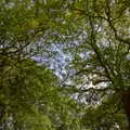 Spring trees, Uni: Scenes of Plymouth and the PPSU Bar, Plymouth Polytechnic, Devon - 28th April 1986