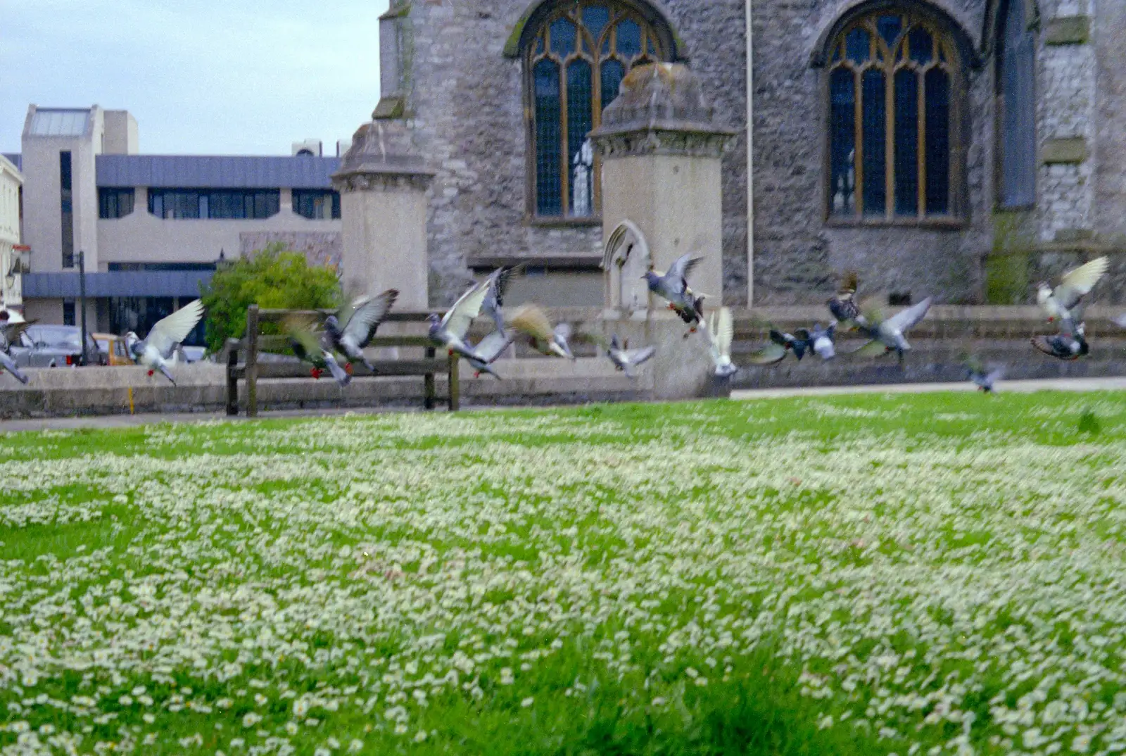 Pigeons take flight, from Uni: A Tutorial Miscellany and Cromwell Road, Plymouth Polytechnic, Devon - 14th May 1986