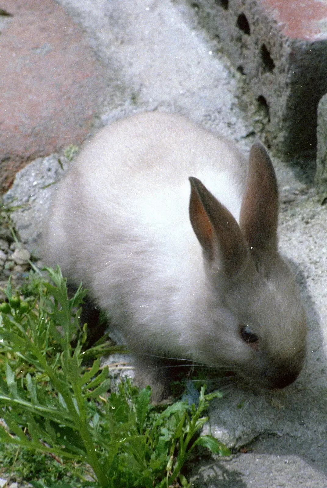 Friday the rabbit, from Uni: Neath Road and a JSV Happy Hour, Plymouth - 15th May 1986