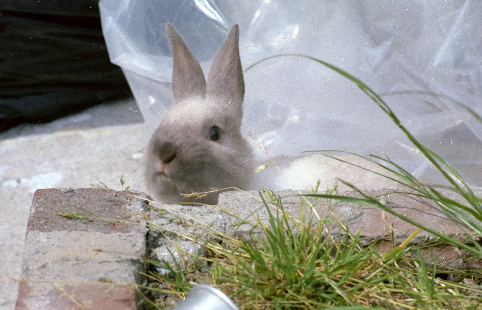 Friday roams around in the garden, from Uni: Neath Road and a JSV Happy Hour, Plymouth - 15th May 1986