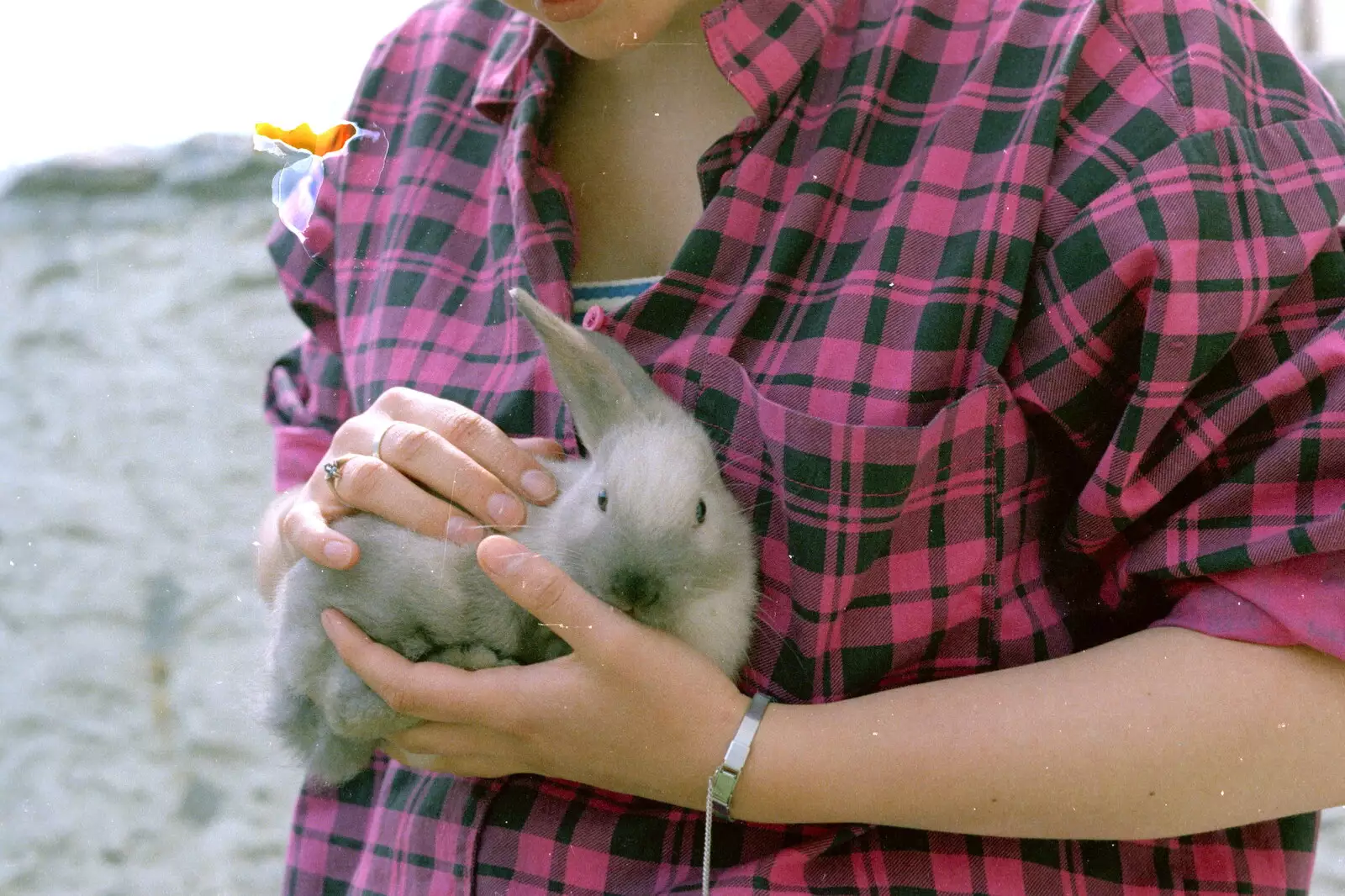 The rabbit gets a cuddle, from Uni: Neath Road and a JSV Happy Hour, Plymouth - 15th May 1986