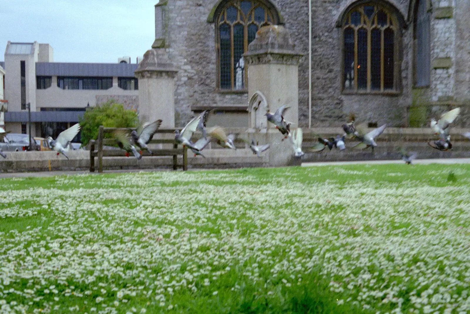 Pigeons take flight, from Uni: A Tutorial Miscellany and Cromwell Road, Plymouth Polytechnic, Devon - 2nd June 1986