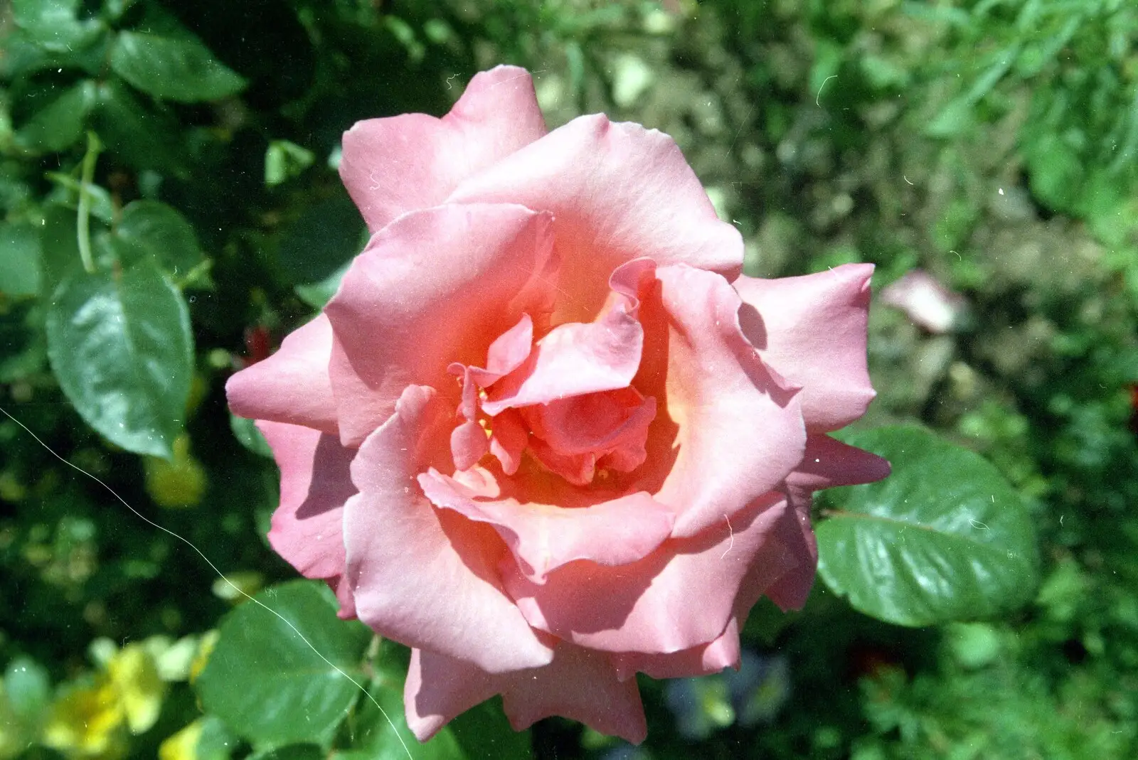 A pink rose in the garden, from A Ford Cottage Miscellany, Barton on Sea, Hampshire - 7th July 1986