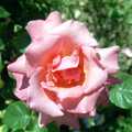 A rose in the garden, A Ford Cottage Miscellany, Barton on Sea, Hampshire - 7th July 1986