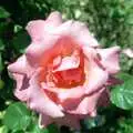 A pink rose in the garden, A Ford Cottage Miscellany, Barton on Sea, Hampshire - 7th July 1986