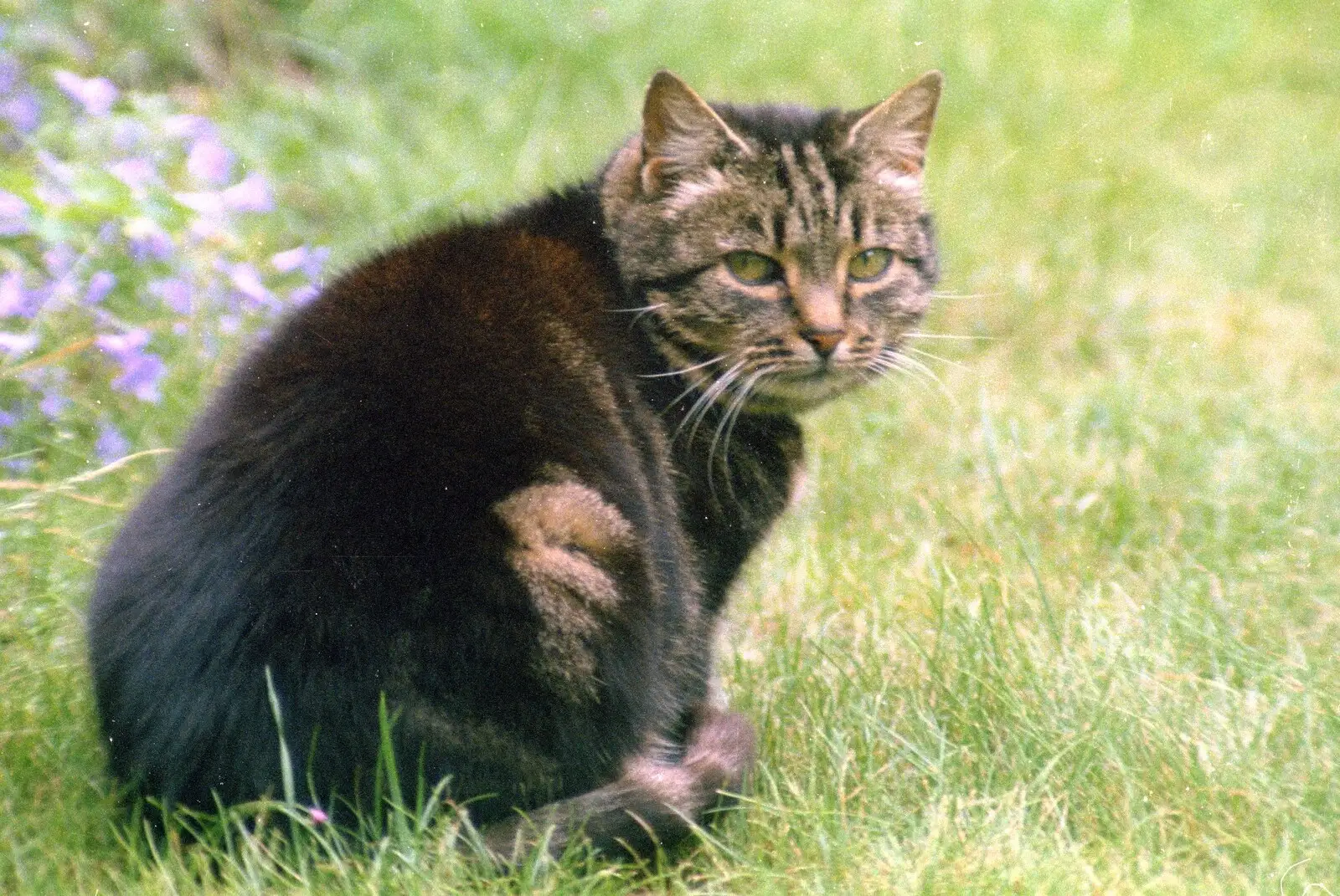 Florence gives the hairy eyeball, from A Ford Cottage Miscellany, Barton on Sea, Hampshire - 7th July 1986