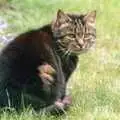 Florence gives the hairy eyeball, A Ford Cottage Miscellany, Barton on Sea, Hampshire - 7th July 1986