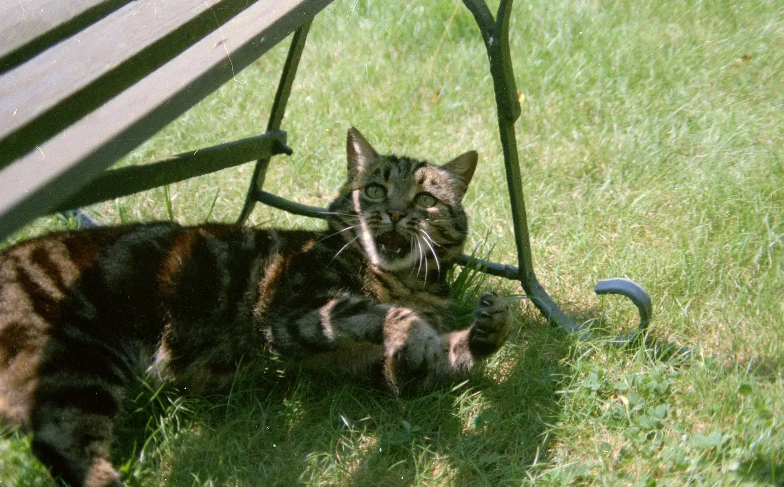 Florence (Fleabag) gets riled, from A Ford Cottage Miscellany, Barton on Sea, Hampshire - 7th July 1986