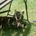 Florence (Fleabag) gets riled, A Ford Cottage Miscellany, Barton on Sea, Hampshire - 7th July 1986