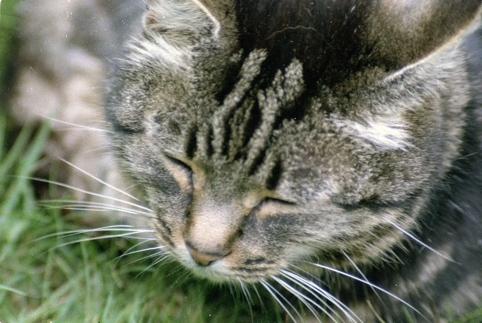 Fleabag has a sleep, from A Ford Cottage Miscellany, Barton on Sea, Hampshire - 7th July 1986