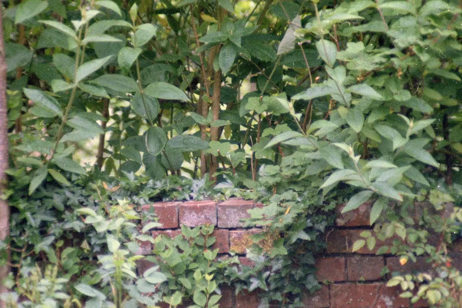 Over the garden wall, from A Ford Cottage Miscellany, Barton on Sea, Hampshire - 7th July 1986