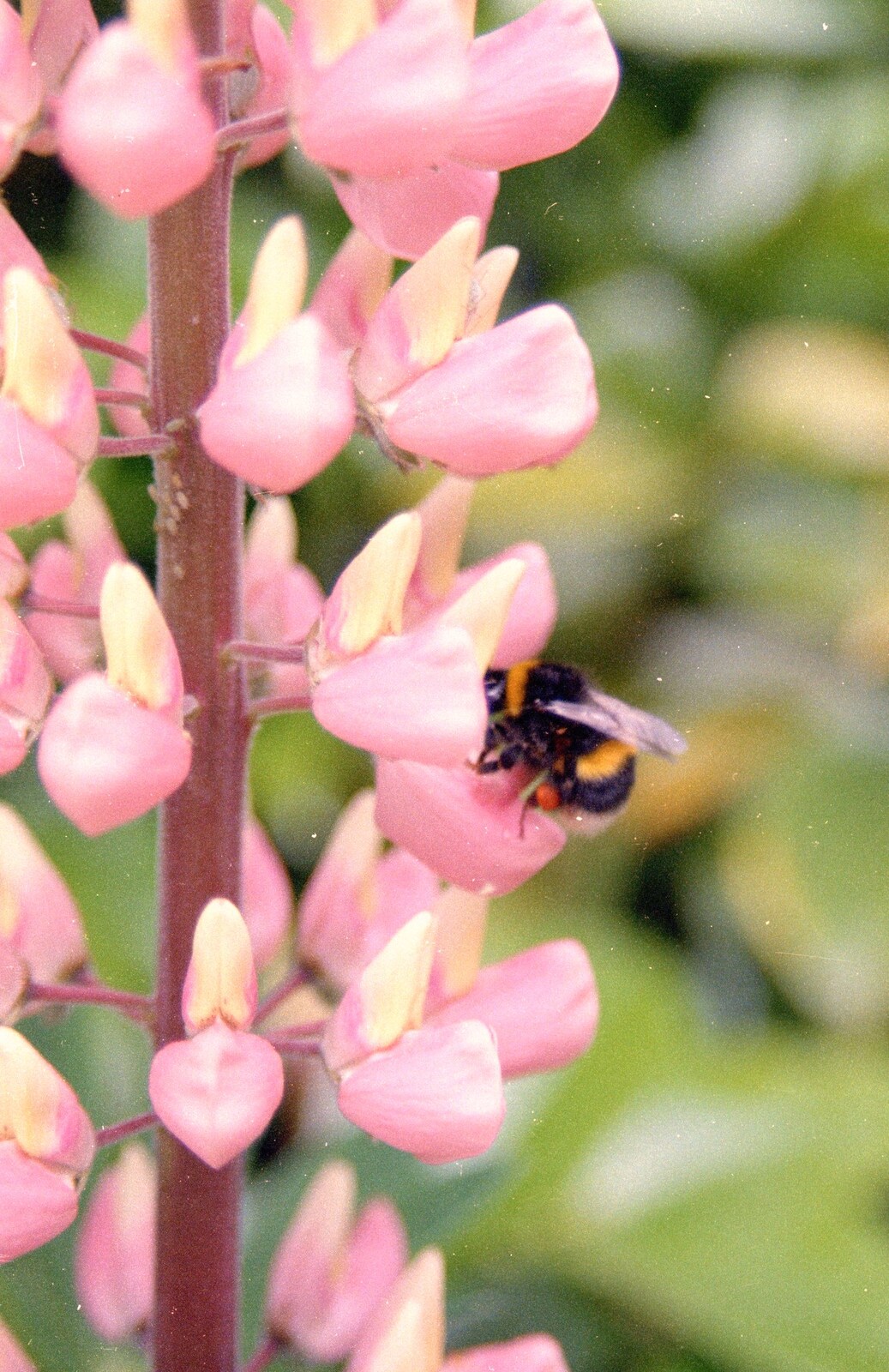 A bee with full pollen sacs visits a lupin from A Ford Cottage Miscellany, Barton on Sea, Hampshire - 7th July 1986