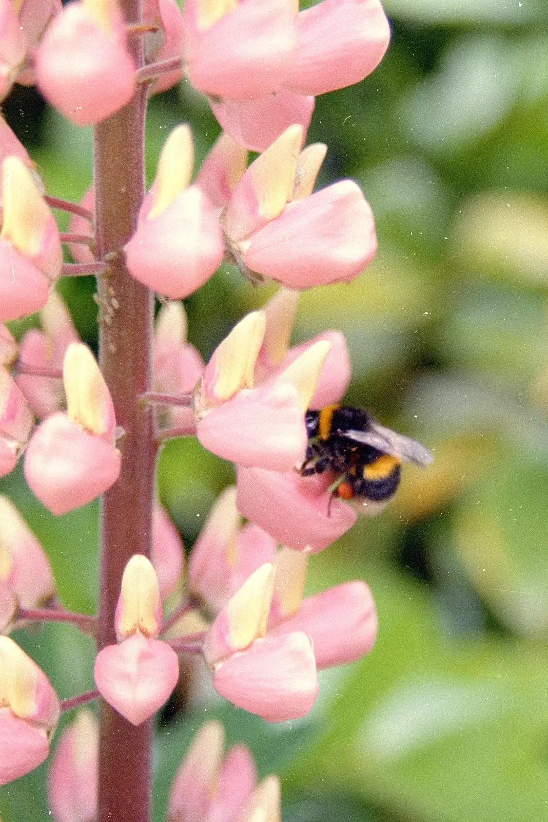 A bee with full pollen sacs visits a lupin, from A Ford Cottage Miscellany, Barton on Sea, Hampshire - 7th July 1986