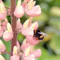 A bee with full pollen sacs visits a lupin, A Ford Cottage Miscellany, Barton on Sea, Hampshire - 7th July 1986