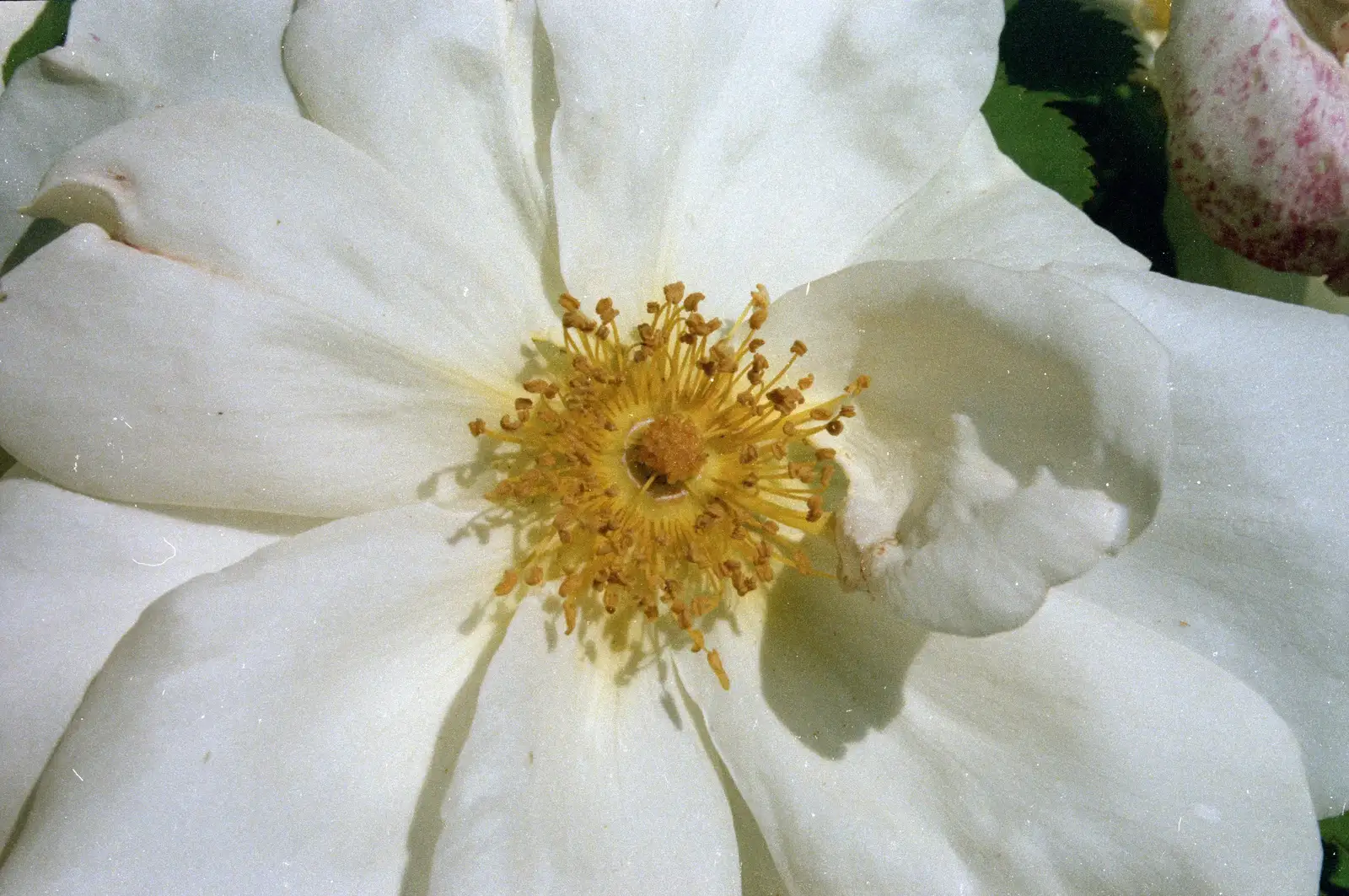 A flower, from A Ford Cottage Miscellany, Barton on Sea, Hampshire - 7th July 1986