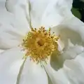 A flower, A Ford Cottage Miscellany, Barton on Sea, Hampshire - 7th July 1986