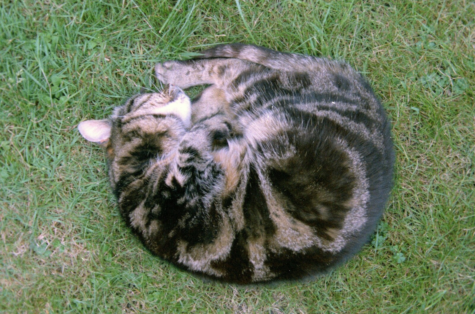 Circle Cat: Florence sleeping from A Ford Cottage Miscellany, Barton on Sea, Hampshire - 7th July 1986