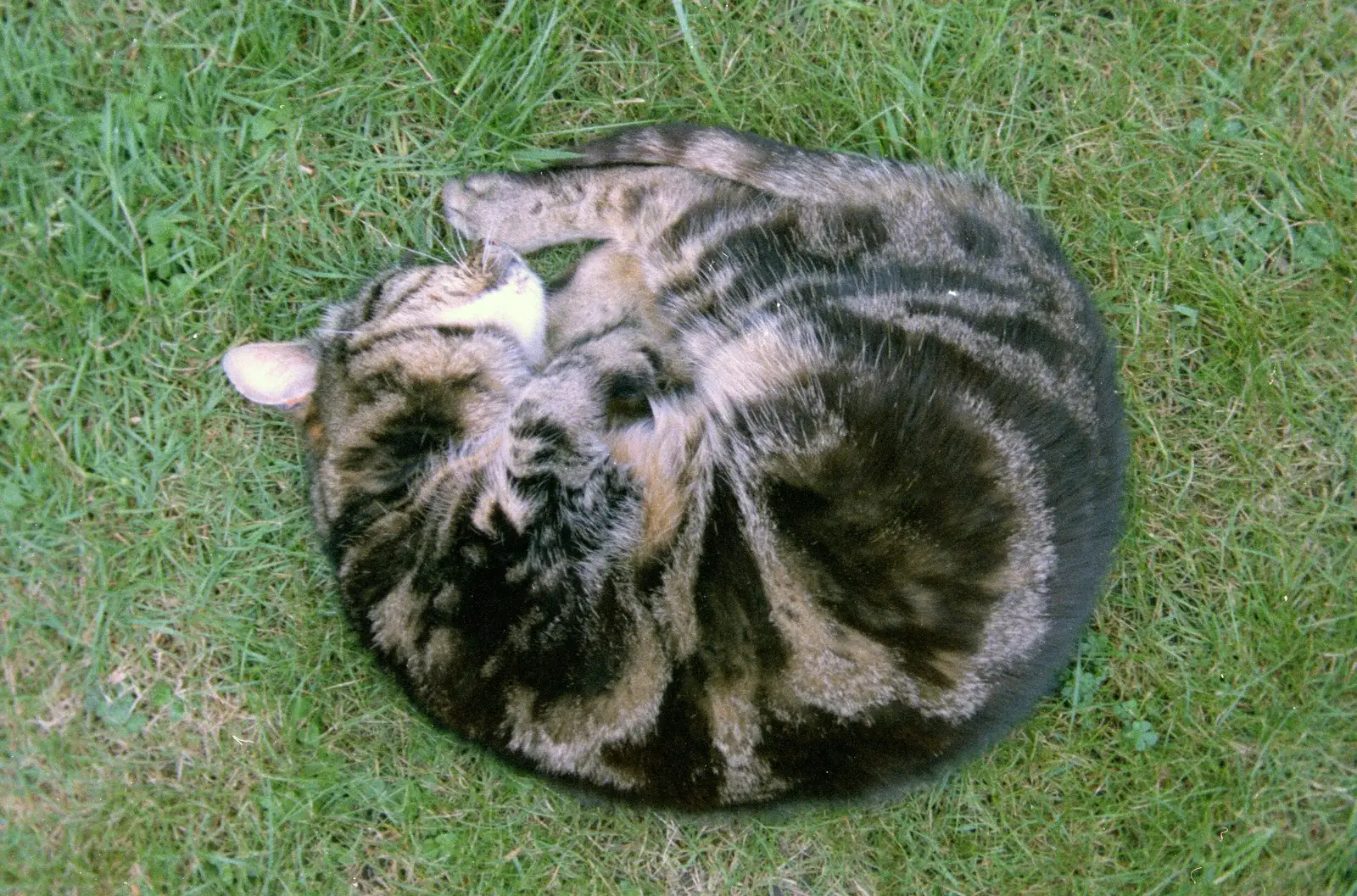 Circle Cat: Florence sleeping, from A Ford Cottage Miscellany, Barton on Sea, Hampshire - 7th July 1986