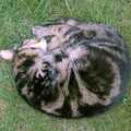 Circle Cat: Florence sleeping, A Ford Cottage Miscellany, Barton on Sea, Hampshire - 7th July 1986