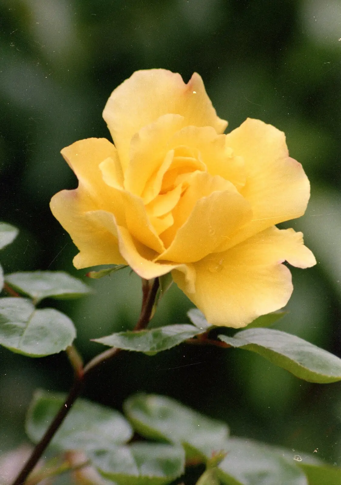 A yellow rose, from A Ford Cottage Miscellany, Barton on Sea, Hampshire - 7th July 1986